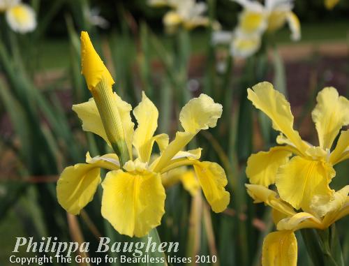 Philippa Baughen 14.6